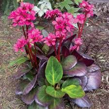 Image result for Bergia polyantha