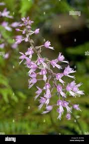 Image result for Stenoglottis