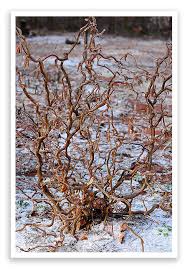 We did not find results for: The Harry Lauder Walking Stick
