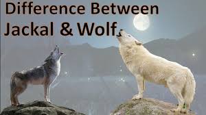 Difference Between Wolf And Jackal Wolf Vs Jackal Comparison Youtube
