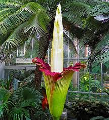 I looking for the wild animals in indonesia tiger, orangutan, komodo dragon. Native Plants Of Indonesia Worldatlas