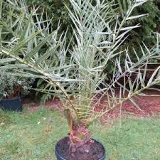 The leaves are preserved in the upper trunk section, below the. Phoenix Theophrastii Cretan Date Palm