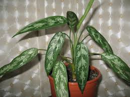Available aglaonema in stock : Aglaonema Oblong Leaved Aglaonema Marantifolium Types And Varieties Of Plants