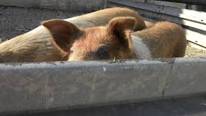 Tisch decken wie die profis. Marktplatz Verein Fur Die Erhaltungs Und Herdbuchzucht Des Sattelschweins