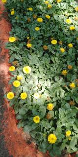 Maybe you would like to learn more about one of these? Top Flowers And Perennial For Spring Summer Garden Which Perennials Will Bloom All Season Fusion Stories Fusionstories