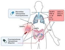 Image result for Pleiotaxis