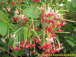 Image result for Combretum indicum