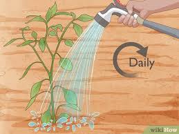 Calories in jalapeno pepper it's low and packed with vitamins, minerals, fiber jalapeno while it is generally believed that bitter and spicy foods like food can cause or worsen however, some do not like to eat the fruit and vegetable itself or look for alternatives. 3 Ways To Grow Jalapeno Peppers Wikihow