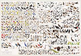 Birds Of North America Poster Every Bird Species In North America In A Single Poster Bird Poster Bird Species Birds