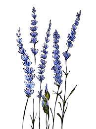 Image Result For Lavender Drawing Flower Drawing Lavender Tattoo Flower Art