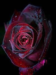 Maybe you would like to learn more about one of these? Red And Black Roses Wallpaper For Mobile Phone Free Wallpapers Black Roses Wallpaper Black And Red Roses Rose Wallpaper