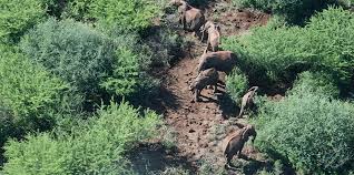 Describes an elephant word stacks. Why Elephants Are Important Save The Elephants