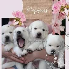 Loyal Labradors White Lab Puppies For Sale Hobby Breeder Mora Mn United States