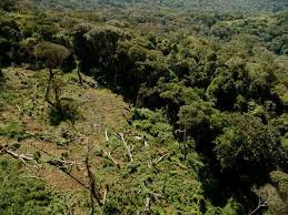 Image result for Mohria lepigera