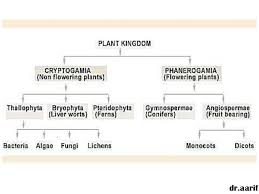 Kingdom Plantae