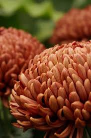 Stockton florist and flower shop in stockton california since 2004. Pin On Florals And Plants Etc