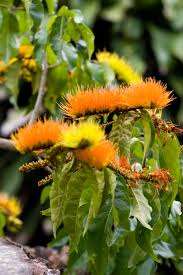 Image result for Combretum