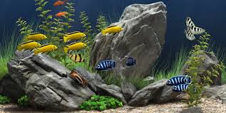 We did not find results for: 7 Jenis Ikan Aquascape Yang Cocok Untuk Dipelihara Percantik Akuarium Anda Merdeka Com