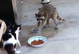 Kitty catter > cat food > can my cat eat that? Raccoon Steals Cat Food Video