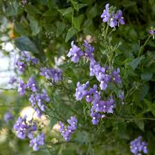 Image result for Nemesia zimbabwensis