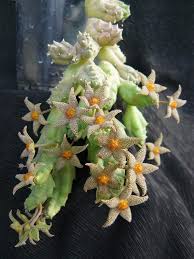 Piaranthus Cornuta Piaranthus Pinterest Unusual Plants Growing Succulents Succulent Gardening