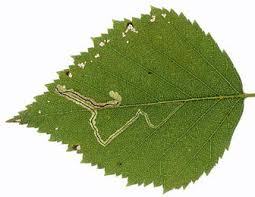 Image result for Stigmella confusella