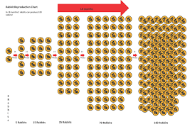 64 Thorough Rabbit Breeding Chart