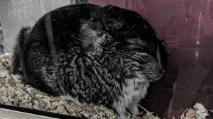 Chinchilla pet for sale in mn. Petition Stop Live Chinchilla Sales In Pet Stores Change Org