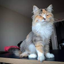 Mated in = has been mated, waiting to see if it was successful, month shown is the month she was mated in. Chloe S Siberians Kittens Siberian Kittens Siberian Cat For Sale Siberian Kittens For Sale