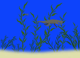 Image result for Enydra