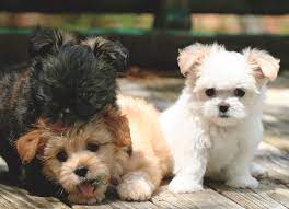 Maybe you would like to learn more about one of these? Meet The Mi Ki This Small Dog Breed Makes A Big Impression Dogster
