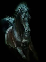 Wojtek Kwiatkowski The Black Beauty Beautiful Arabian Horses Black Arabian Horse Black Horses