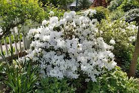 Check spelling or type a new query. How To Grow And Care For Azaleas Gardener S Path