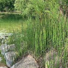 Image result for Equisetum