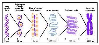 Chromosome Eukaryotic Biology Encyclopedia Cells Body Function Human Process Animal Different Organisms Chromosomes