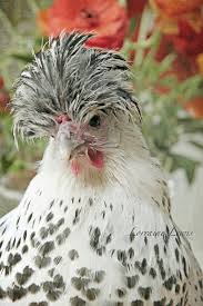 Black And White Speckled Chicken Name Chicken Fancy Chickens Chickens Backyard