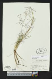 Image result for Eragrostis sylviae