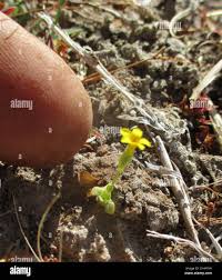 Image result for Sebaea sedoides