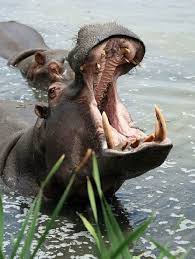 Beavers are among the largest of rodents. 9 Reasons Your Canine Teeth Don T Make You A Meat Eater
