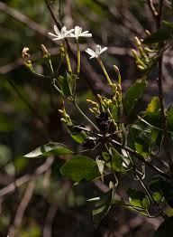Image result for Jasminum fluminense