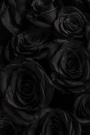 Zwarte Bloemen In Een Rouwboeket Waar Kun Je Die Vinden In 2020 Zwarte Bloemen Zwarte Rozen Zwart