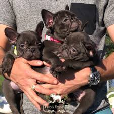And, there has been some debate deciding what the standard for each. Frenchie Color Genetics Tato S Frenchies South Florida S Best French Bulldogs