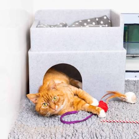 Whose cat rejects their comfy cat bed in favour of a cardboard box, high shelf, windowsill or even bath tub? #DidYouKnow that domestic cats sleep for an average of 12-18 hours per