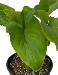 Image result for Zantedeschia aethiopica