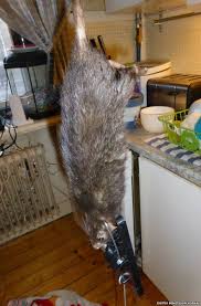 So far, capybaras are the largest living rodents ever. World Largest Rat Caught In Sweden Campus Post