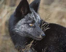 Black Fox 15 By Dan Newcomb Photography On Flickr This Is A Black Fox That The Photographer Found Along The Alaska High Pet Fox Rare Animals Fox Pictures