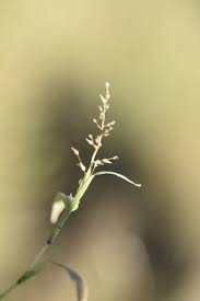 Image result for Coelachne africana