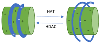Hdac1 Histone Deacetylase 1