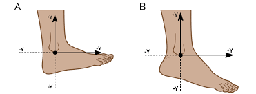 Often, flexing/extending is seen as a pressure control mechanism 3, in the sense that an extension increases pressure and flexion reduces pressure. Plantar Fasciitis In Runners A Pain In The Heel Insoles And Orthotics Healthy Step