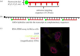 Completing 1/3/5/10/15/20/25/30 runs nets you a lot of mesos. Intracellular Rna Tracking Methods Open Biology